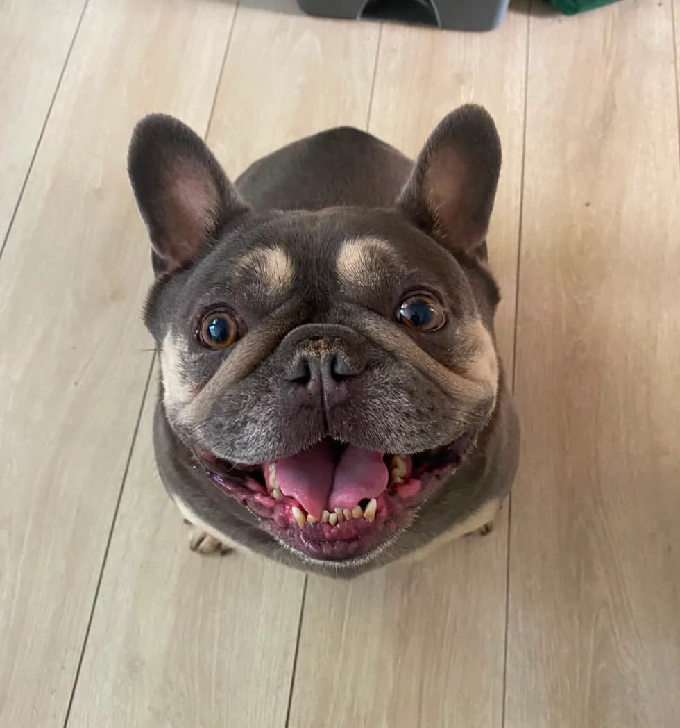 Milo, male 5yo French Bulldog for adoption at The Yorkshire Rescue, Yorkshire
