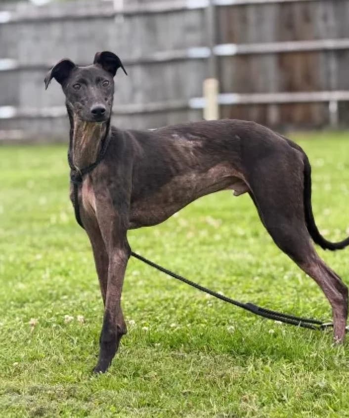 Miso, male puppy mixed breed for adoption at The Yorkshire Rescue, Yorkshire