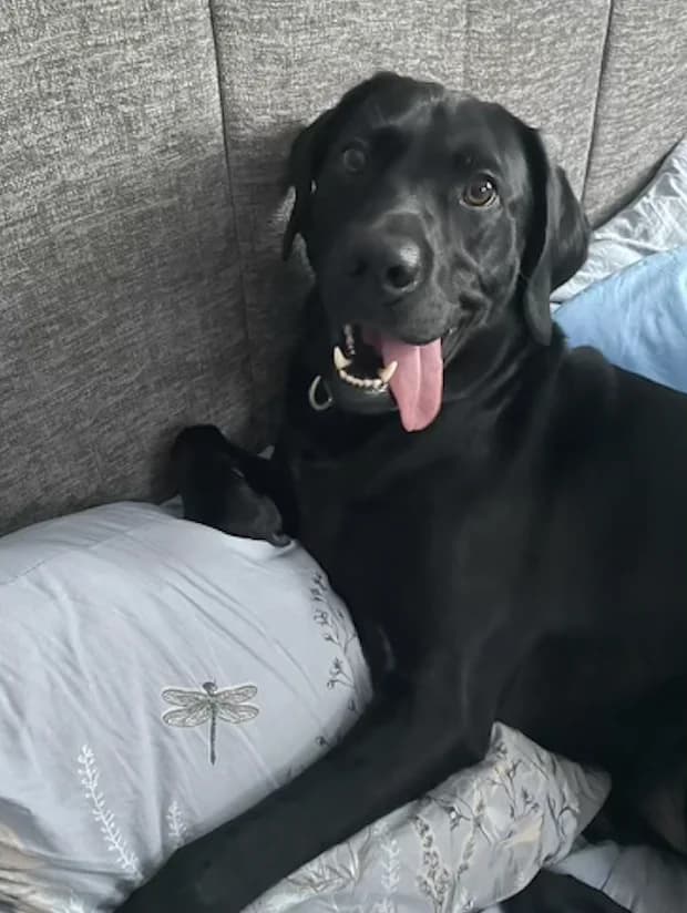 Oscar, male 3yo Labrador Retriever for adoption at The Yorkshire Rescue, Yorkshire