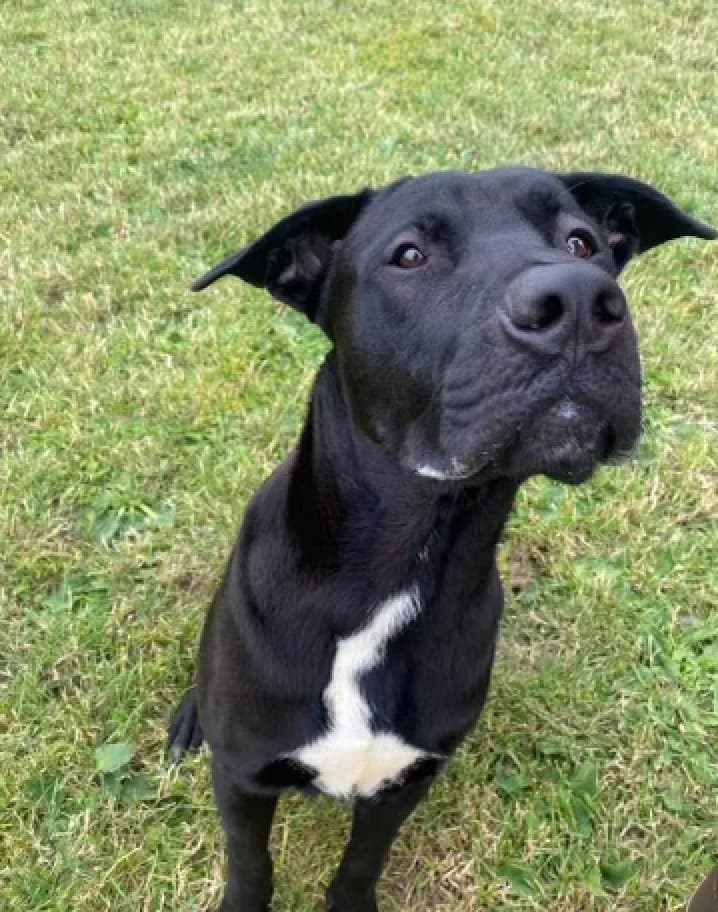 Percy, male puppy mixed breed for adoption at The Yorkshire Rescue, Yorkshire