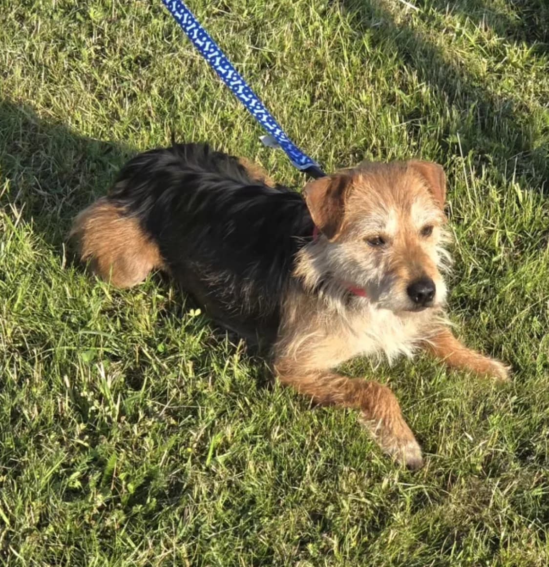 Pippin, female senior Border Collie for adoption at The Yorkshire Rescue, Yorkshire