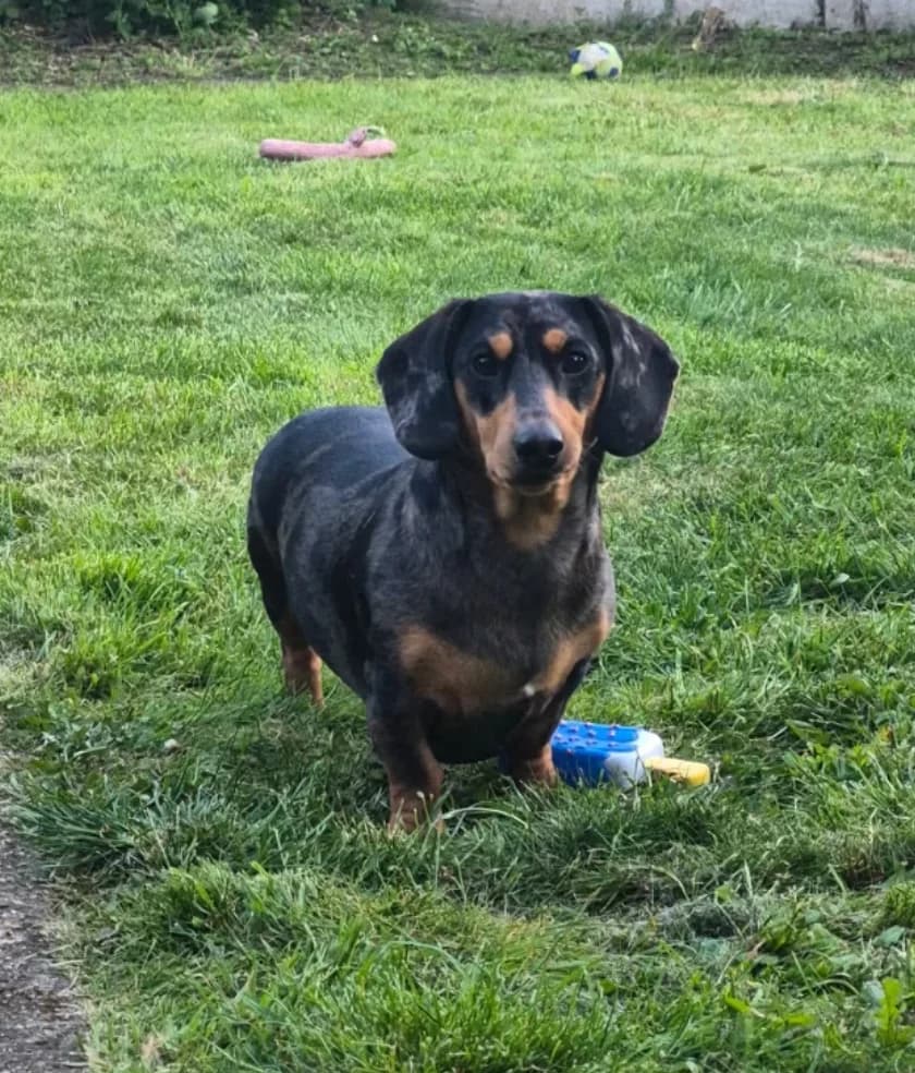 Slinky, male puppy Dachshund for adoption at The Yorkshire Rescue, Yorkshire