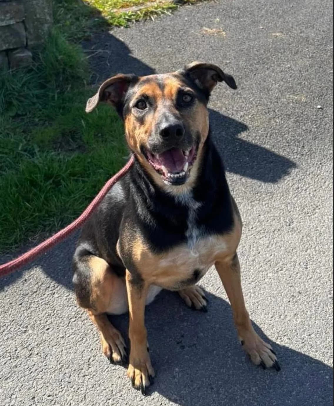 Yuki, female 4yo Border Collie for adoption at The Yorkshire Rescue, Yorkshire