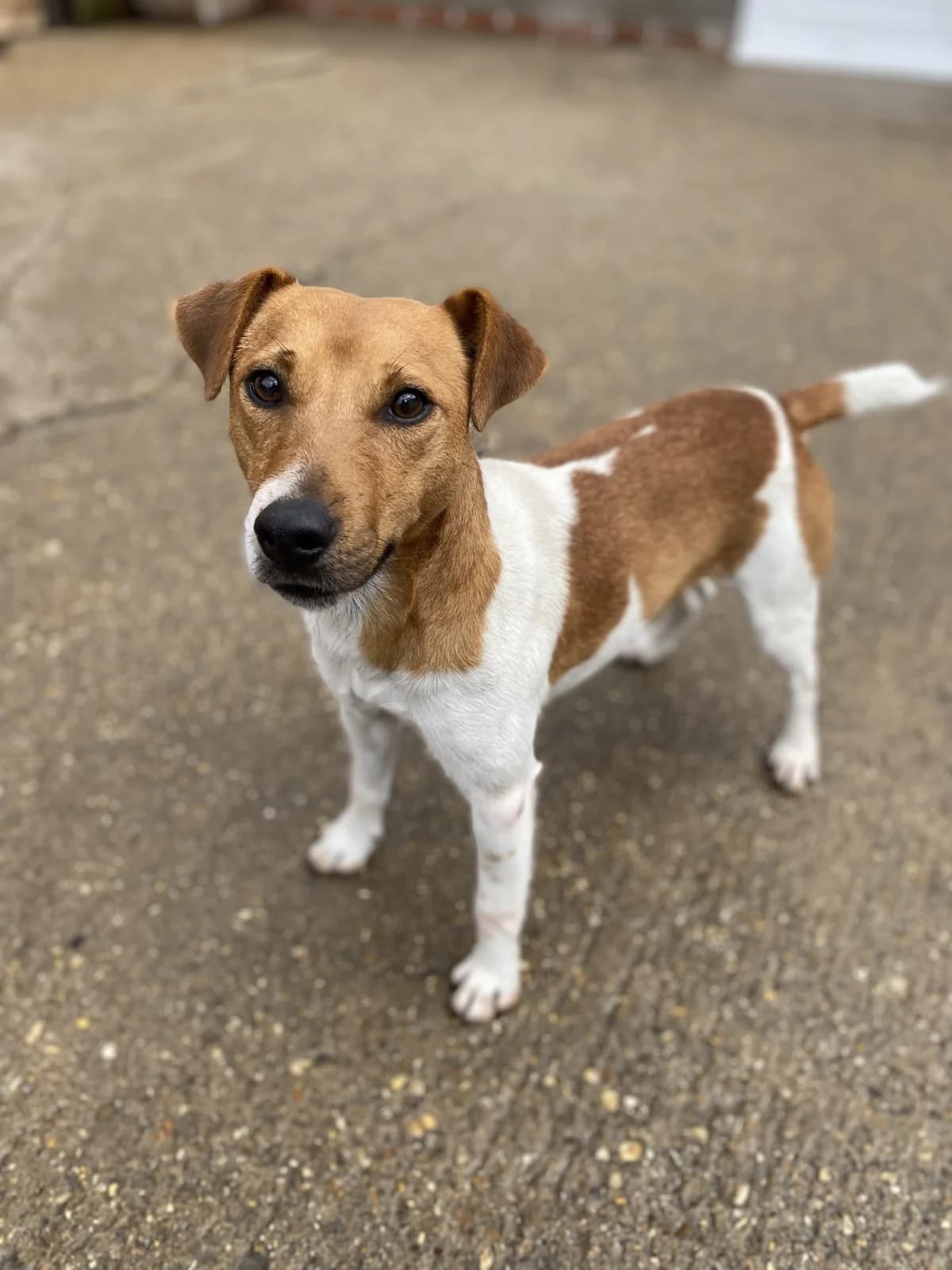 George, female 3yo mixed breed for adoption at All Dogs Matter, London