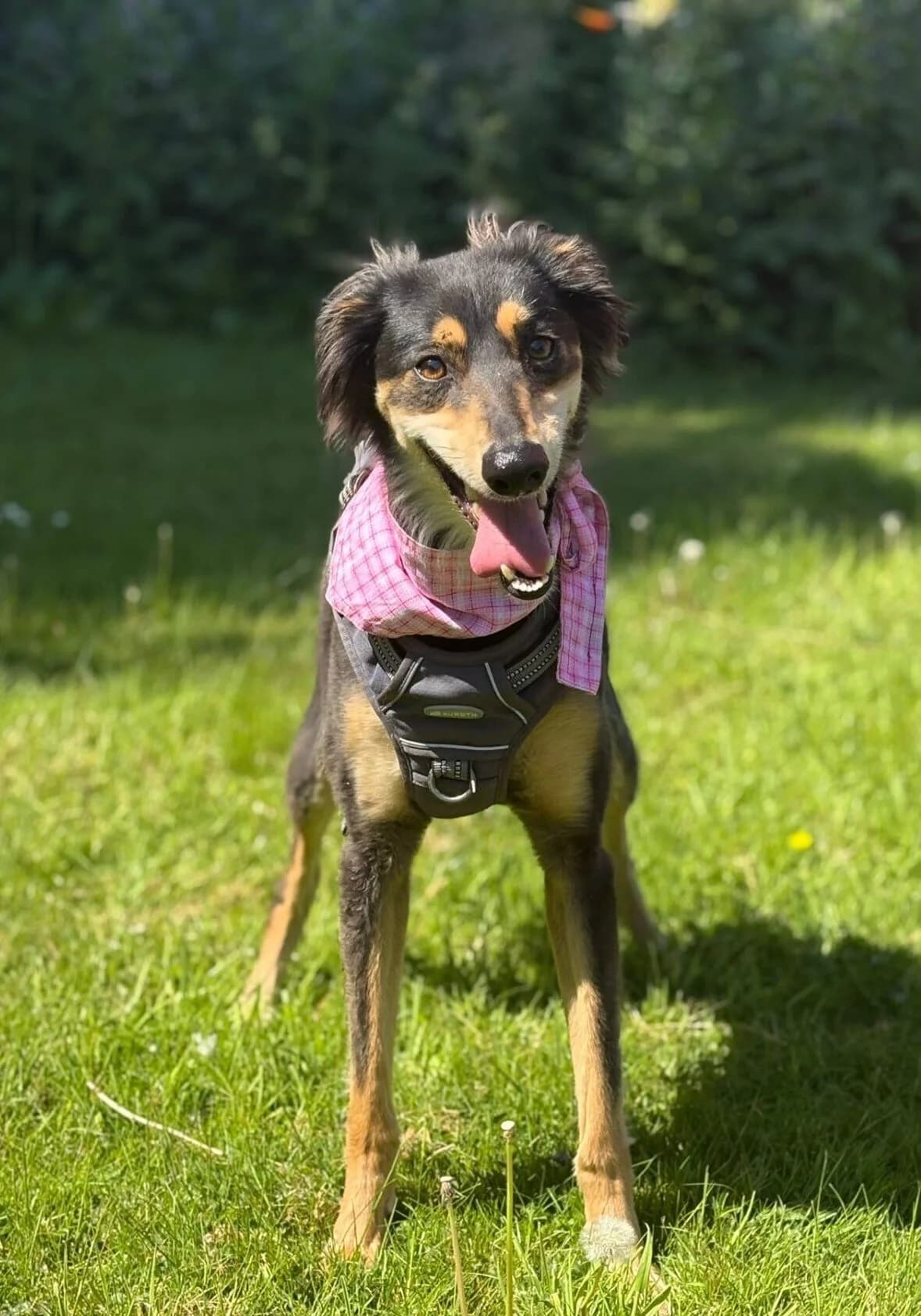 Georgina,  (All Dogs Matter)