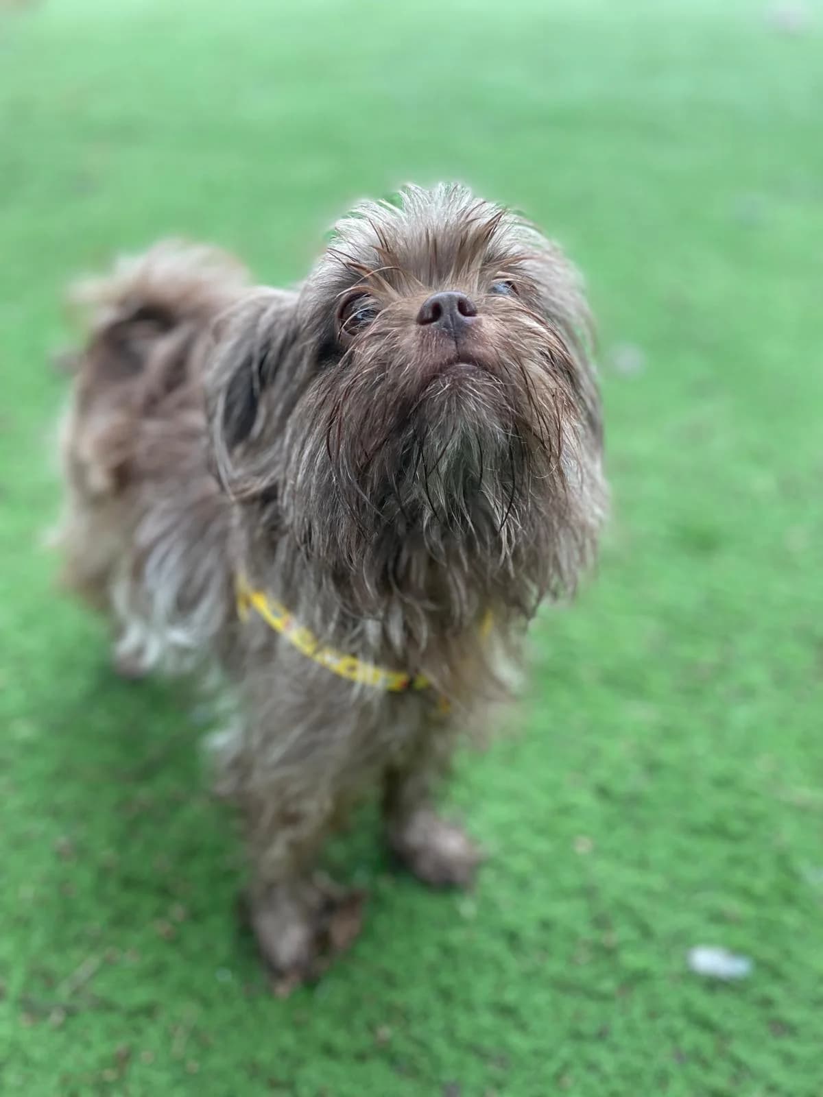 Gertie,  (All Dogs Matter)