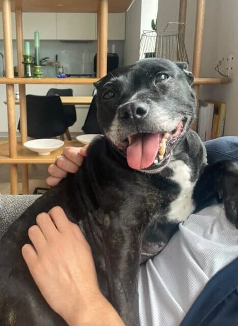 Gigi,  (All Dogs Matter)