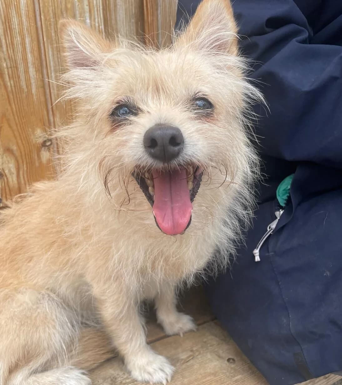 Gina,  (All Dogs Matter)