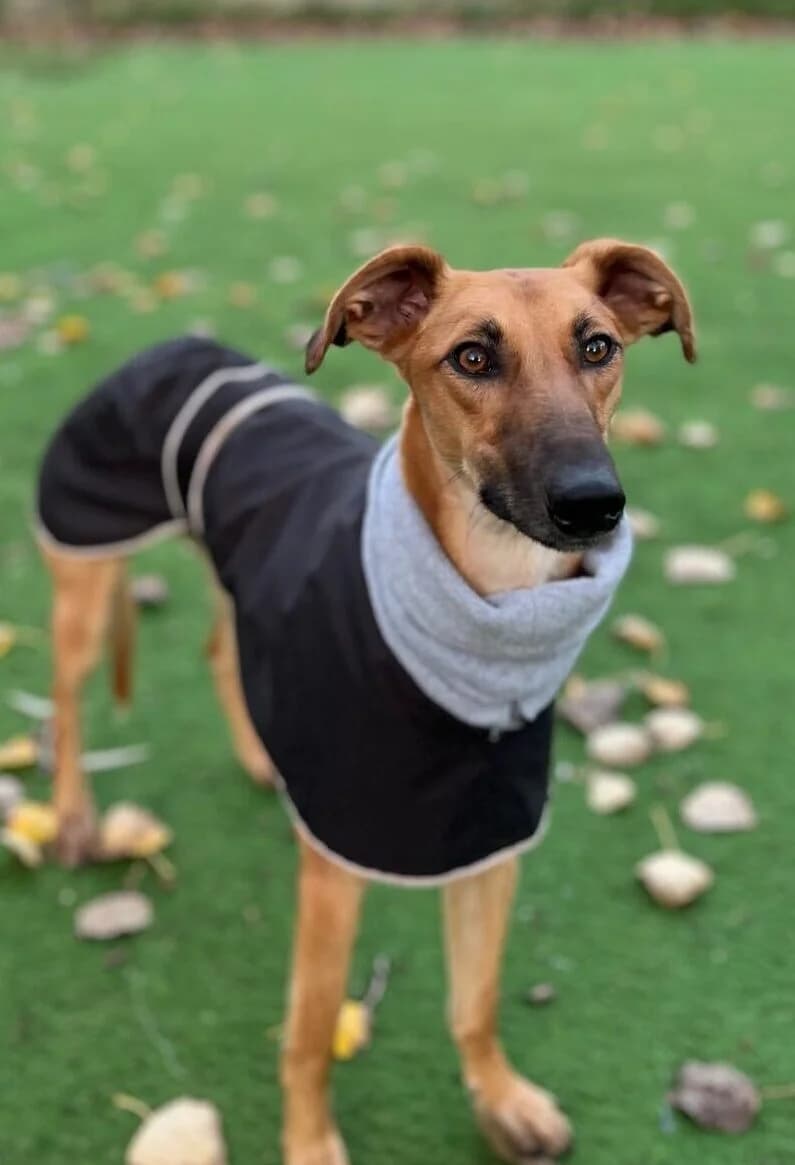 Giselle,  (All Dogs Matter)