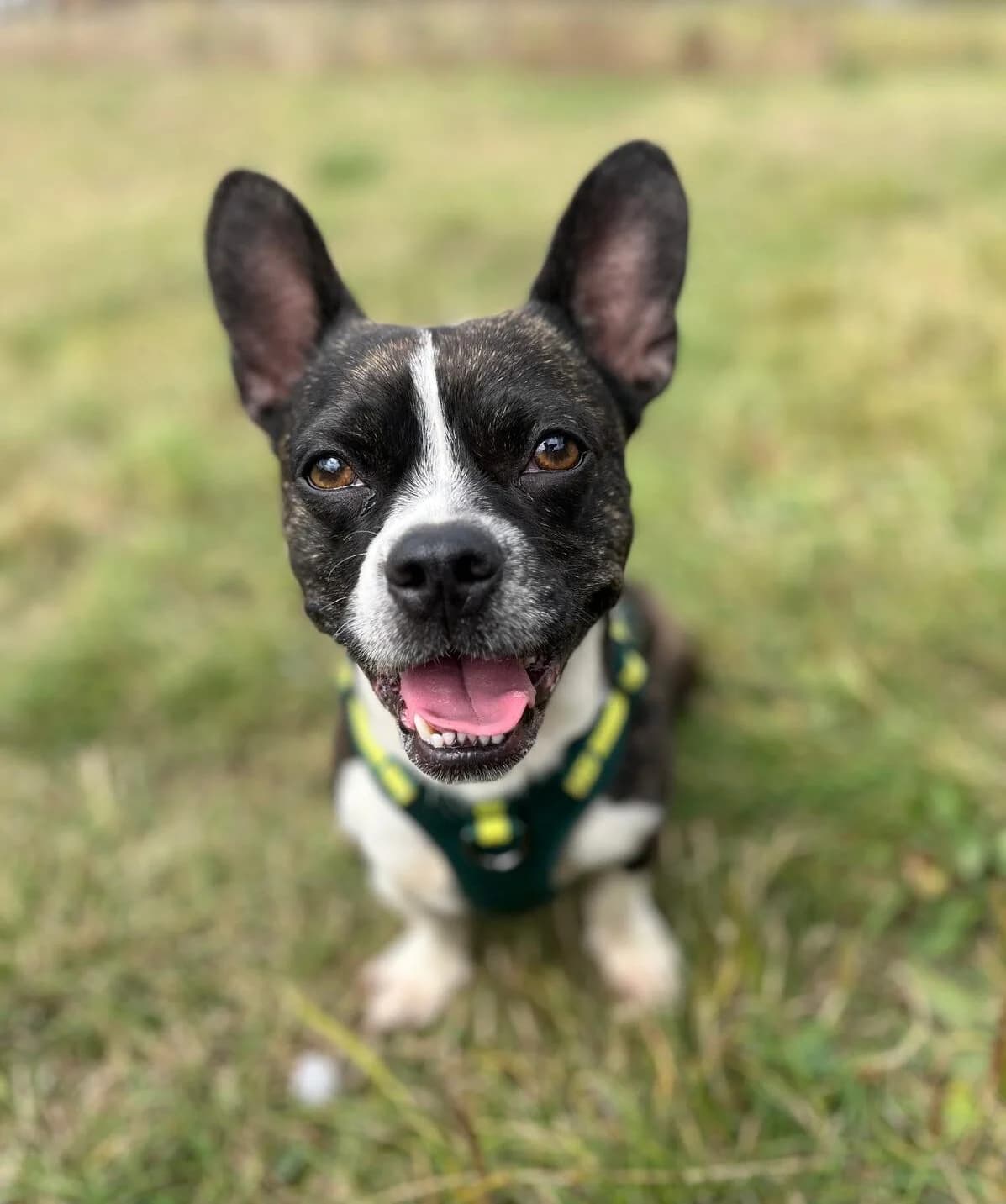 Gizmo, black male Mixed Breed for adoption at Newcastle Dog and Cat Shelter, Newcastle