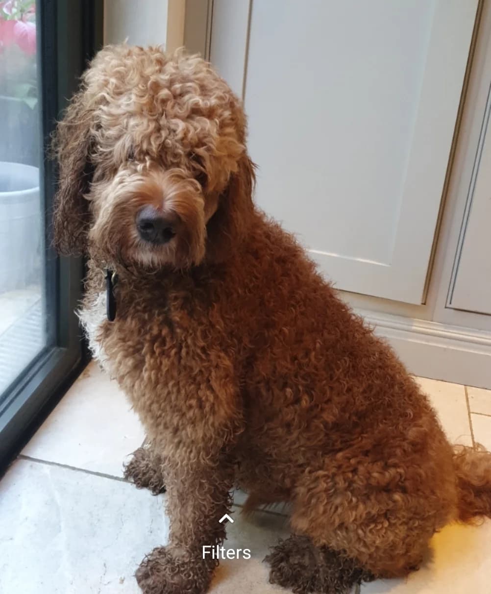 Gomi, female young mixed breed for adoption at All Dogs Matter, London