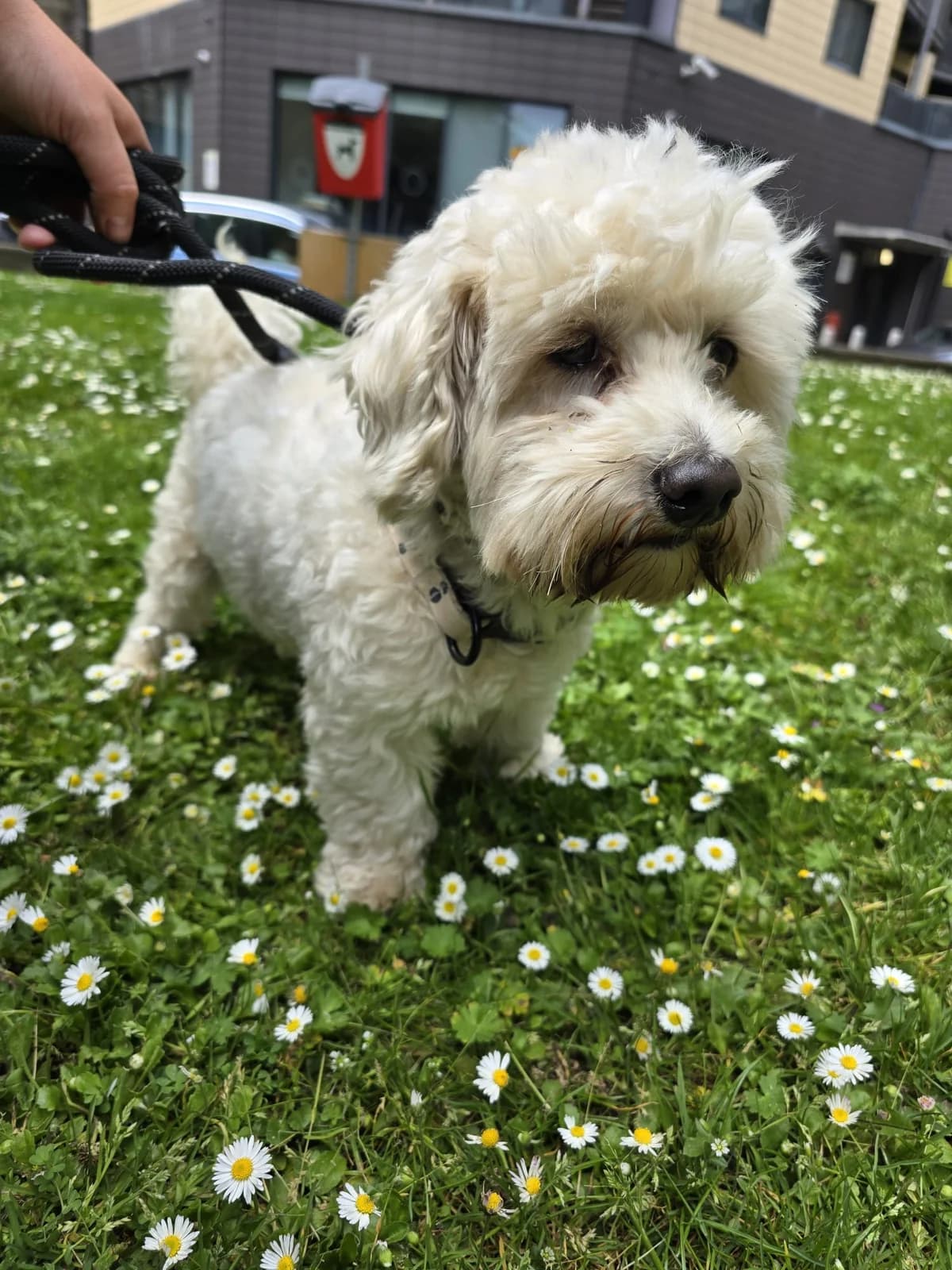 Gordan,  (All Dogs Matter)