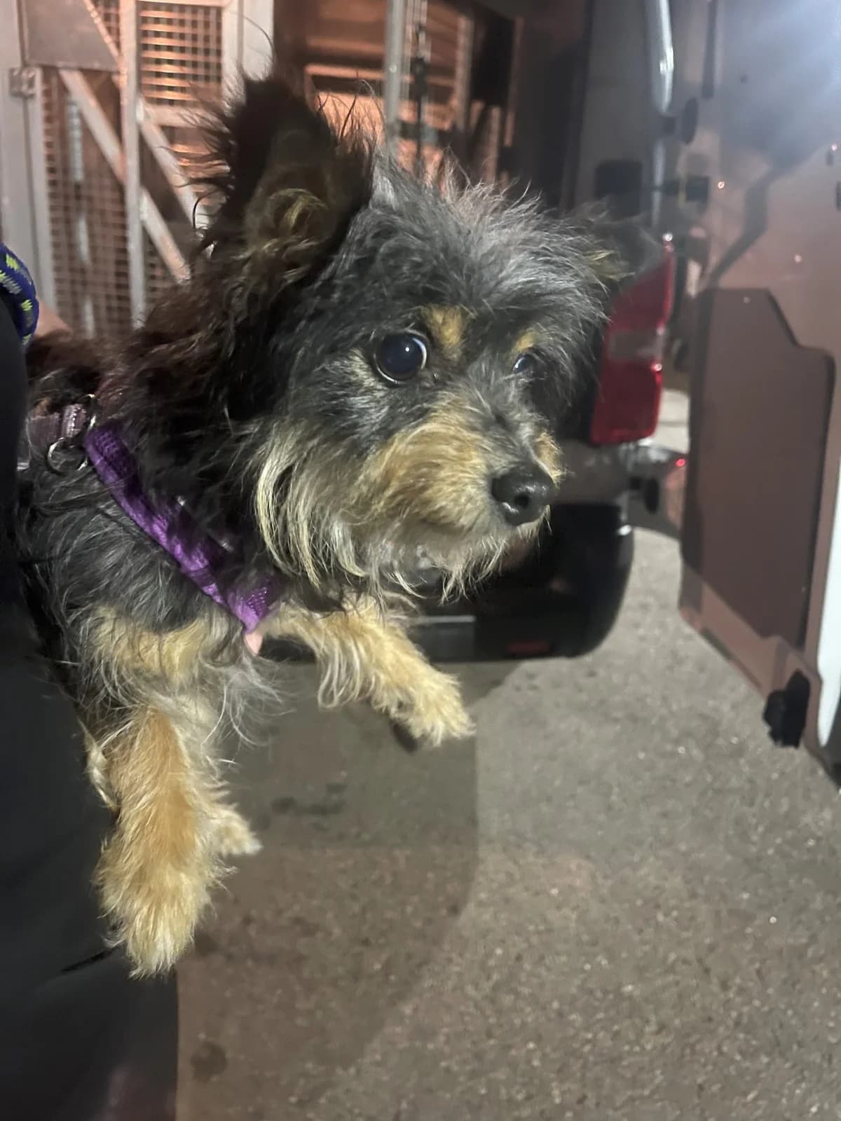 Grape,  (All Dogs Matter)