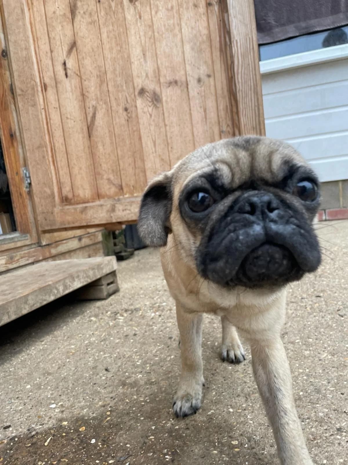 Grok,  (All Dogs Matter)