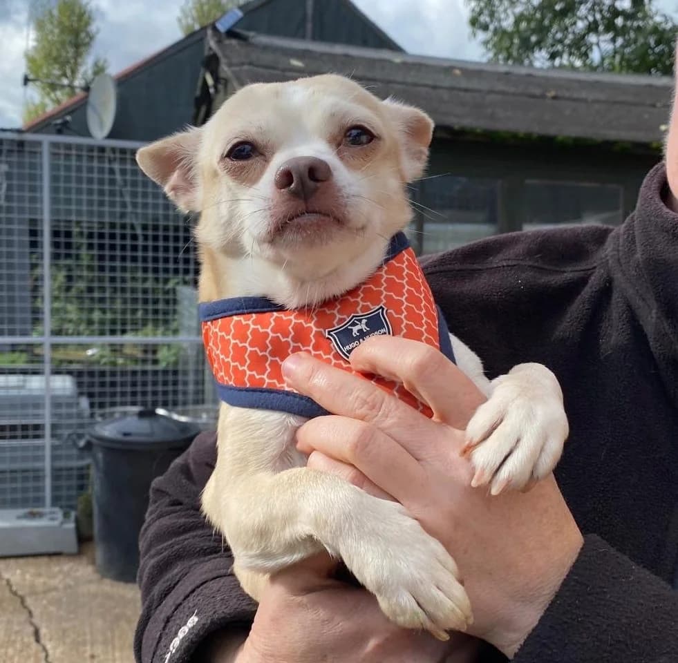 Guac (Guacamole),  (All Dogs Matter)