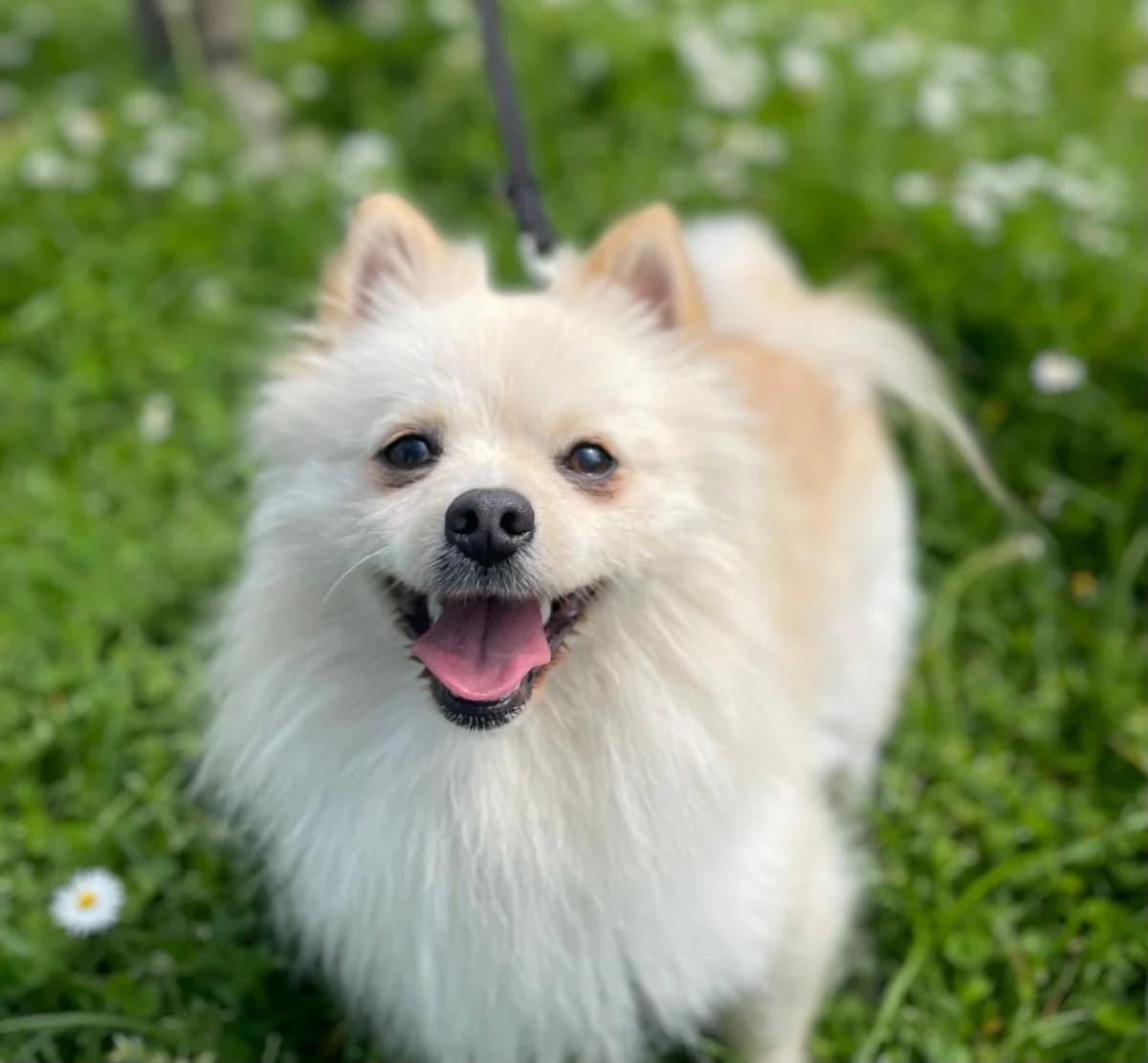 Gummy,  (All Dogs Matter)