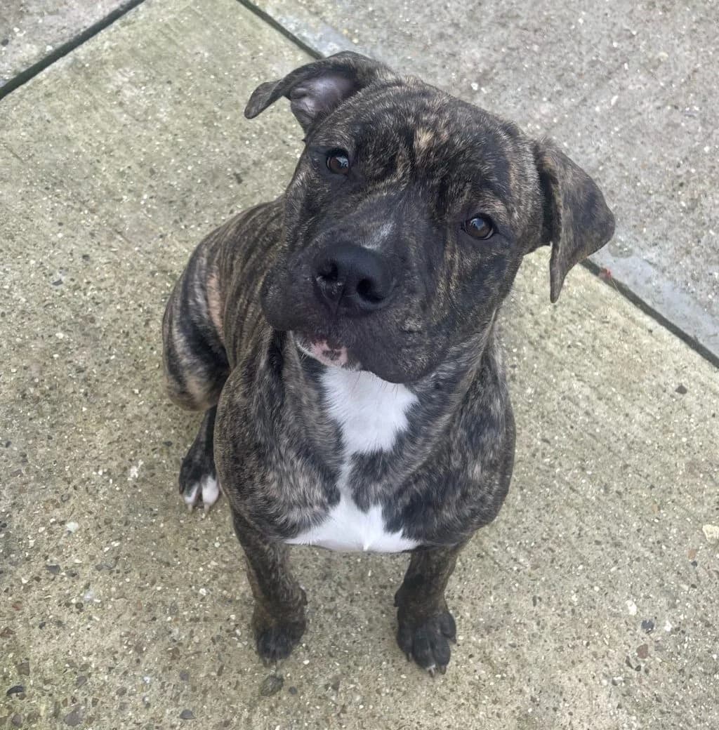 Gunner, male Mixed Breed for adoption at Liverpool