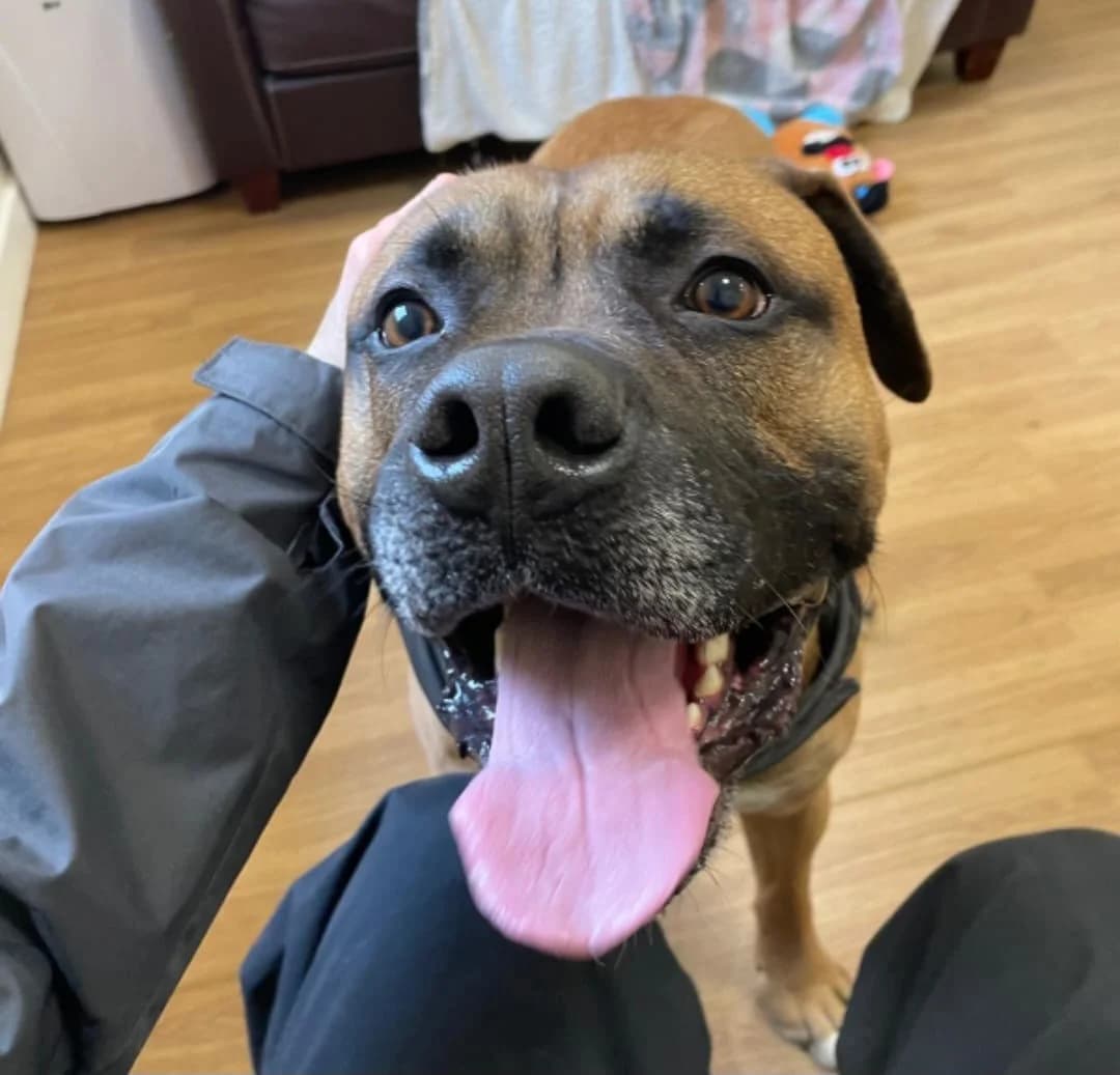 Gunner, male Mixed Breed for adoption at Freshfields Animal Rescue, Liverpool photo 2