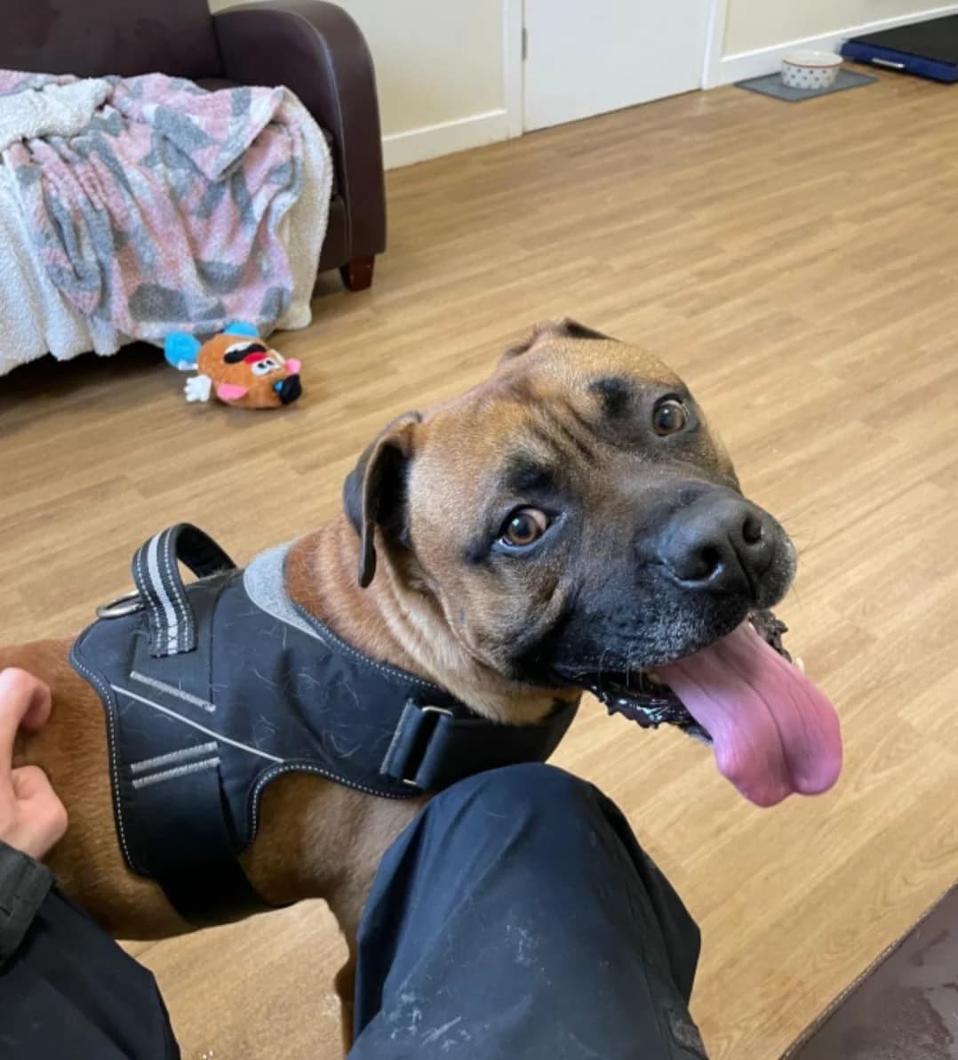 Gunner, male Mixed Breed for adoption at Freshfields Animal Rescue, Liverpool photo 3