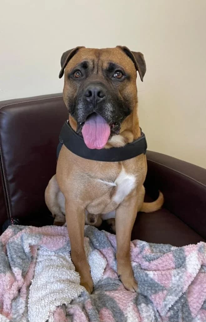 Gunner, male Mixed Breed for adoption at Freshfields Animal Rescue, Liverpool photo 4
