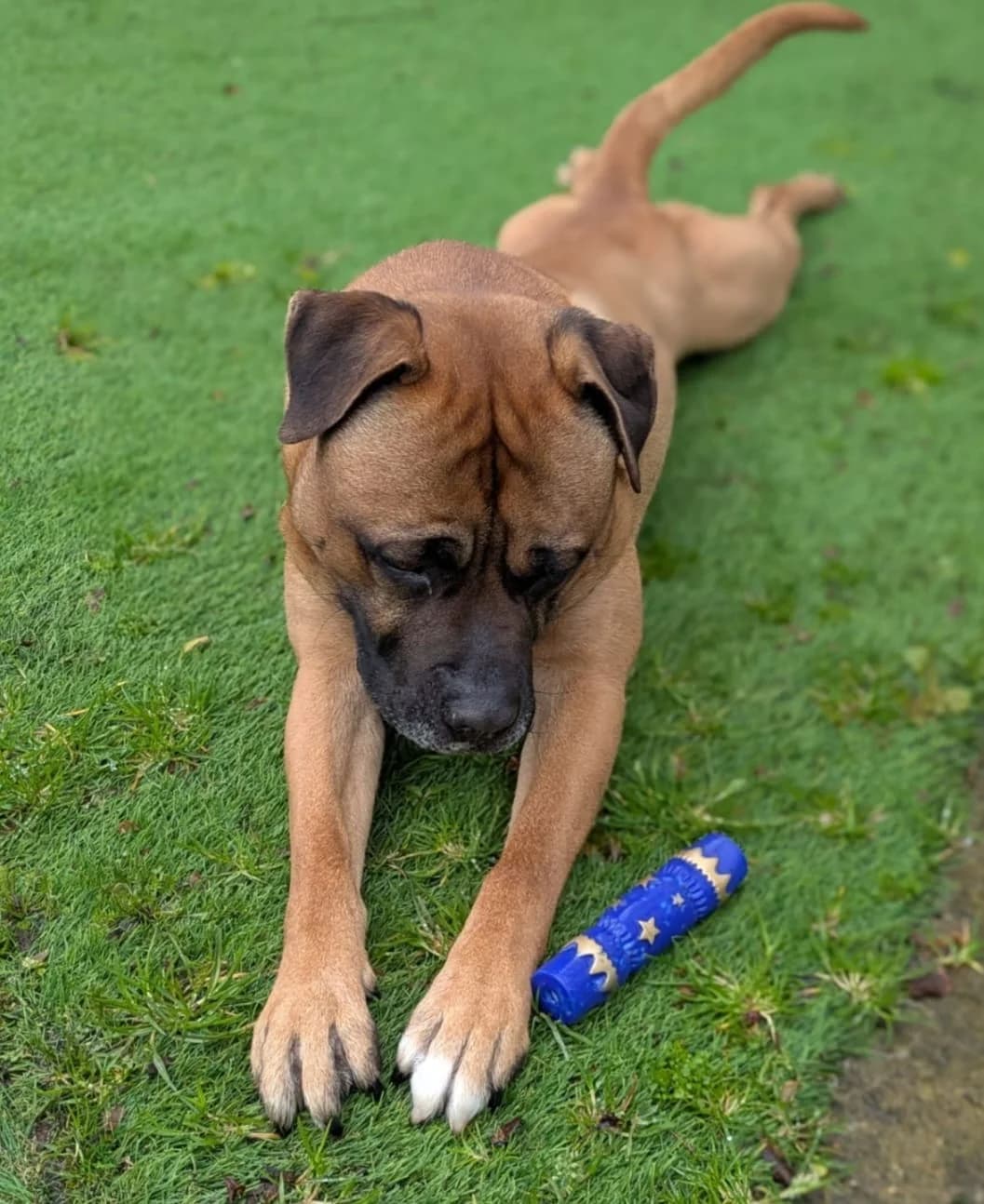 Gunner, male Mixed Breed for adoption at Freshfields Animal Rescue, Liverpool photo 5