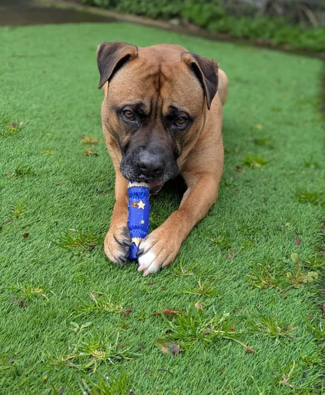 Gunner, male Mixed Breed for adoption at Freshfields Animal Rescue, Liverpool photo 6