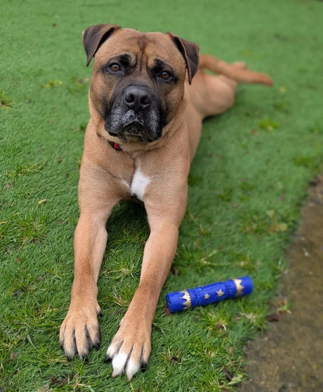 Gunner, male Mixed Breed for adoption at Freshfields Animal Rescue, Liverpool photo 7