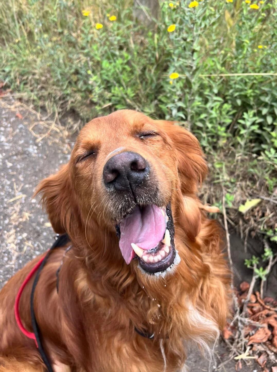 Gus,  (All Dogs Matter)