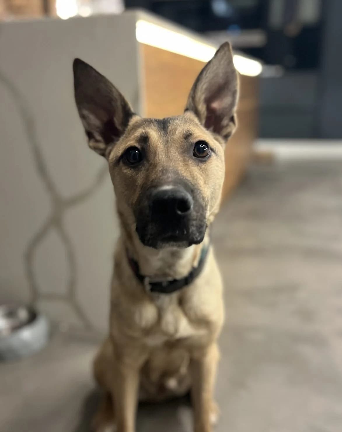 Halle,  (All Dogs Matter)