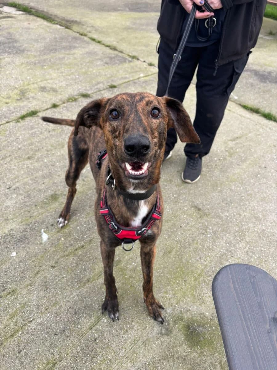 Hank, male mixed breed for adoption at Newcastle Dog and Cat Shelter, Newcastle