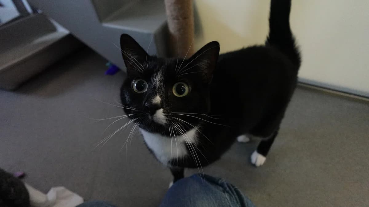Harlem, male 3yo Mixed Breed for adoption at Battersea Dogs & Cats Home, London