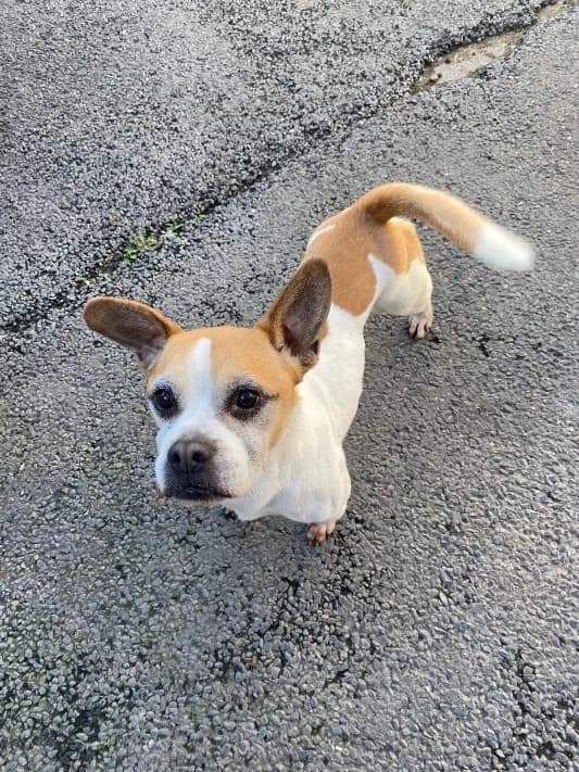 Harry, female 5yo mixed breed for adoption at All Dogs Matter, London