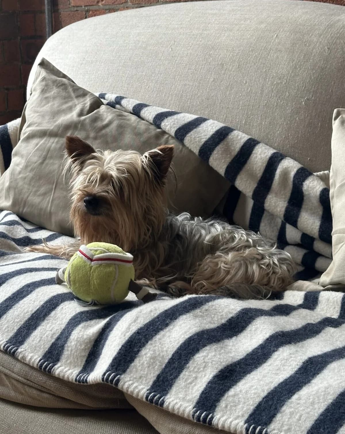 Harry,  (All Dogs Matter)