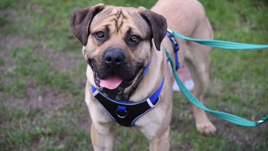 Hashbrown, male young Mastiff for adoption at Battersea Dogs & Cats Home, London
