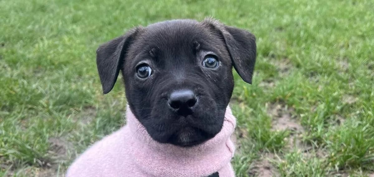 Hazel,  (All Dogs Matter)