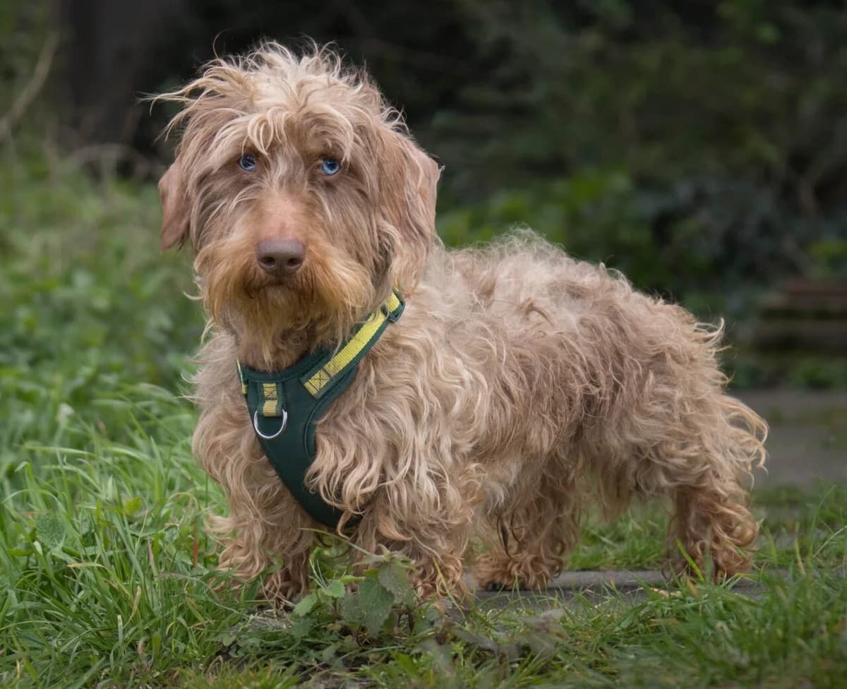 Hector,  (All Dogs Matter)