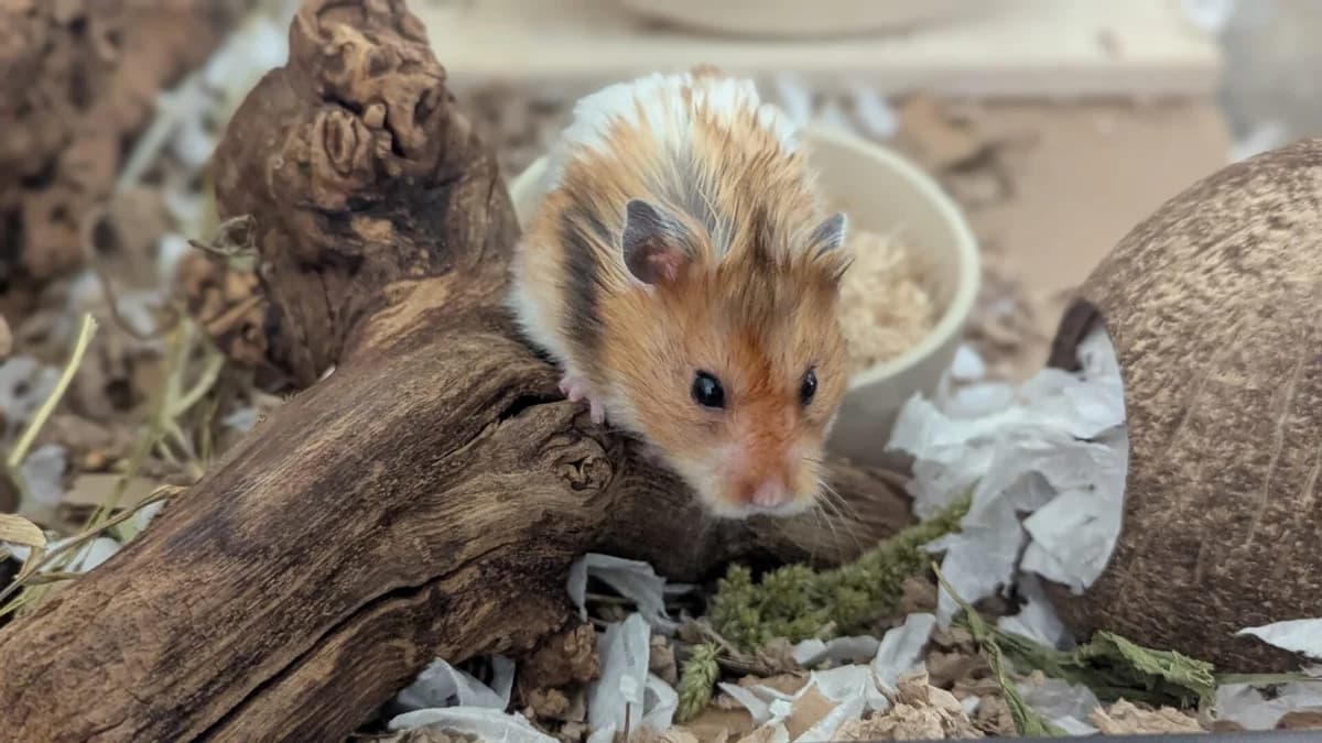Hedwig, male young Syrian Hamster for adoption at Woodgreen Pets Charity