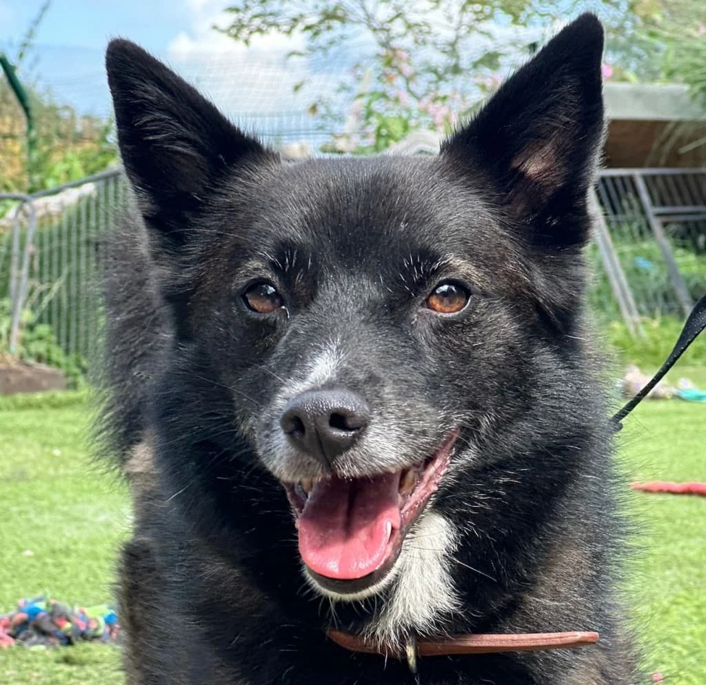 Heidi, female Border Collie for adoption at Dogs4Rescue, Manchester