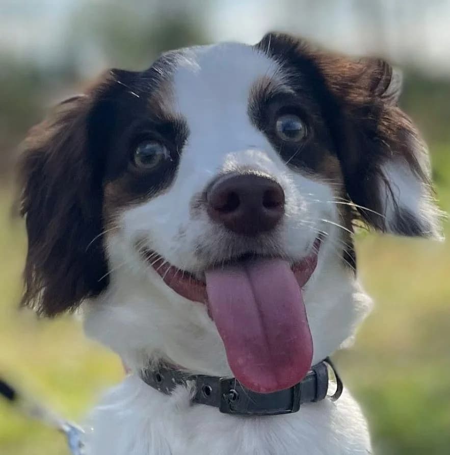Hennie,  (All Dogs Matter)