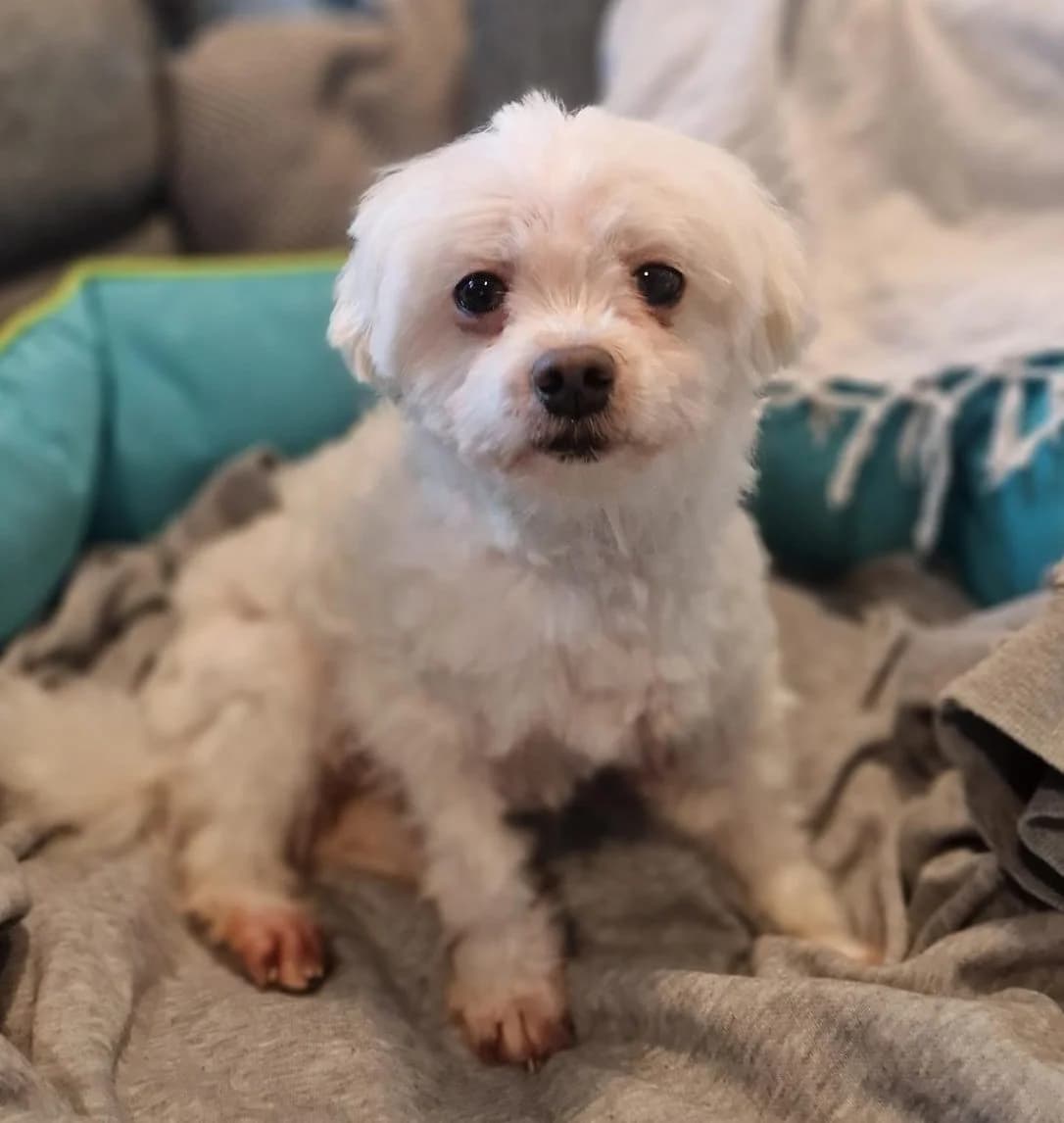 Henry,  (All Dogs Matter)