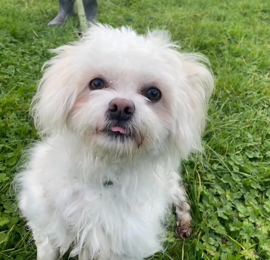 Higgins, female young mixed breed for adoption at All Dogs Matter, London