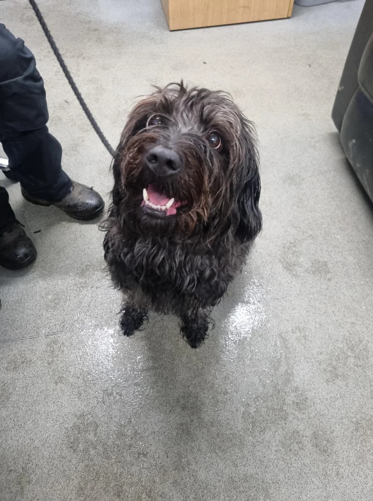 Hilary, female 4yo mixed breed for adoption at All Dogs Matter, London