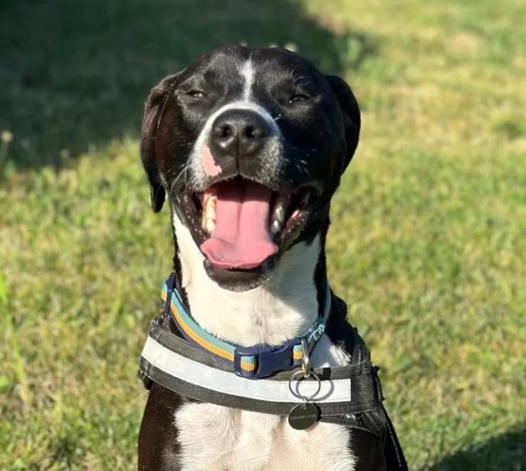 Hobbes,  (All Dogs Matter)