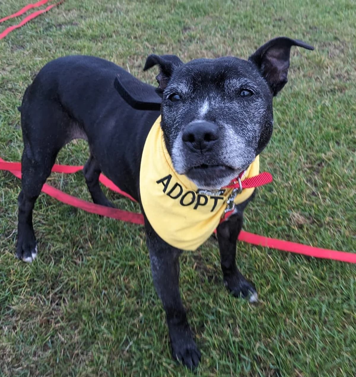 Honey, female senior mixed breed for adoption at All Dogs Matter, London