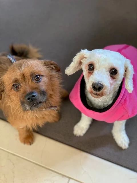 Honey and Waffle, female 6yo mixed breed for adoption at All Dogs Matter, London