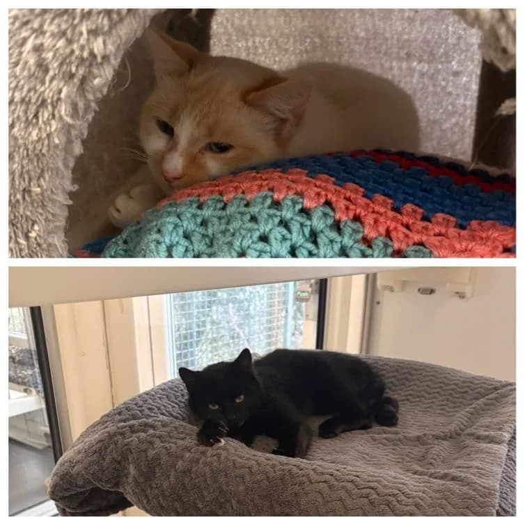 Honey & Noodle, female Mixed Breed for adoption at Liverpool