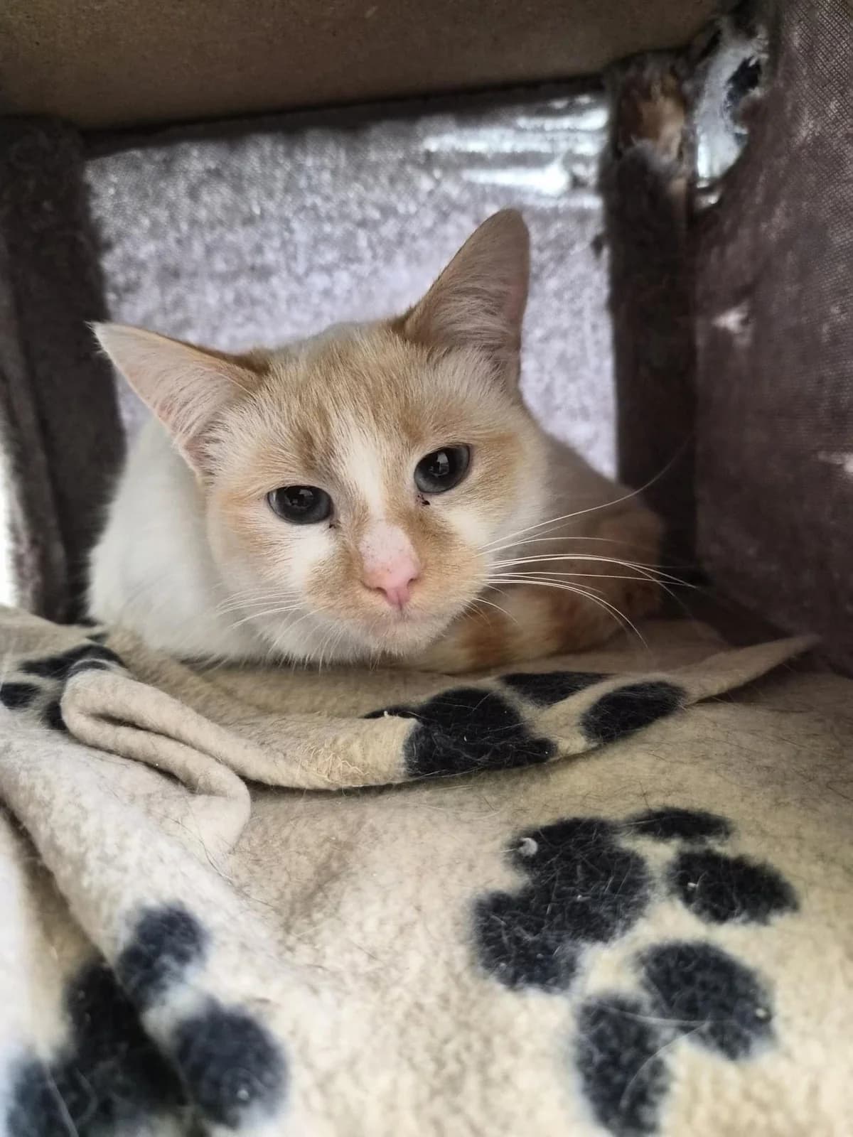 Honey & Noodle, female Mixed Breed for adoption at Freshfields Animal Rescue, Liverpool photo 2