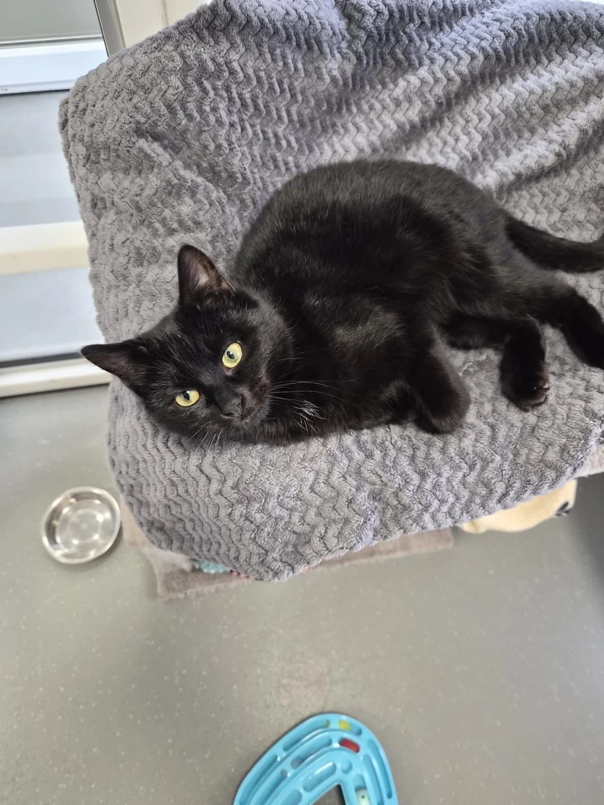 Honey & Noodle, female Mixed Breed for adoption at Freshfields Animal Rescue, Liverpool photo 3