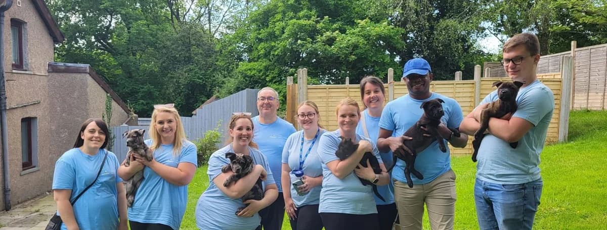 Partnership Programme,  Miniature Schnauzer for adoption at Hope Rescue, Pontyclun