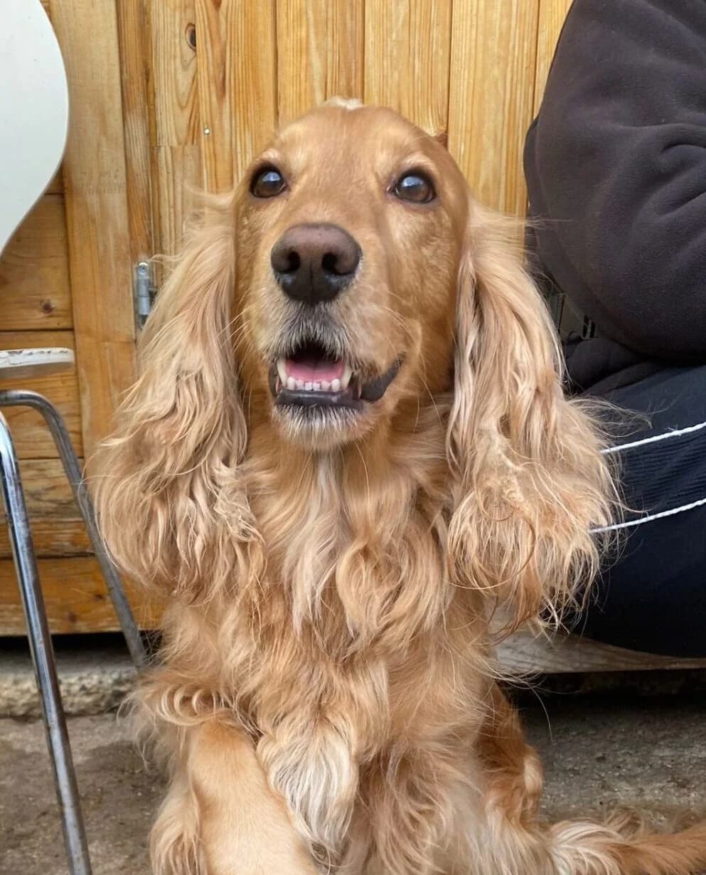 Hunter, male young Golden Retriever for adoption at Newcastle Dog and Cat Shelter, Newcastle